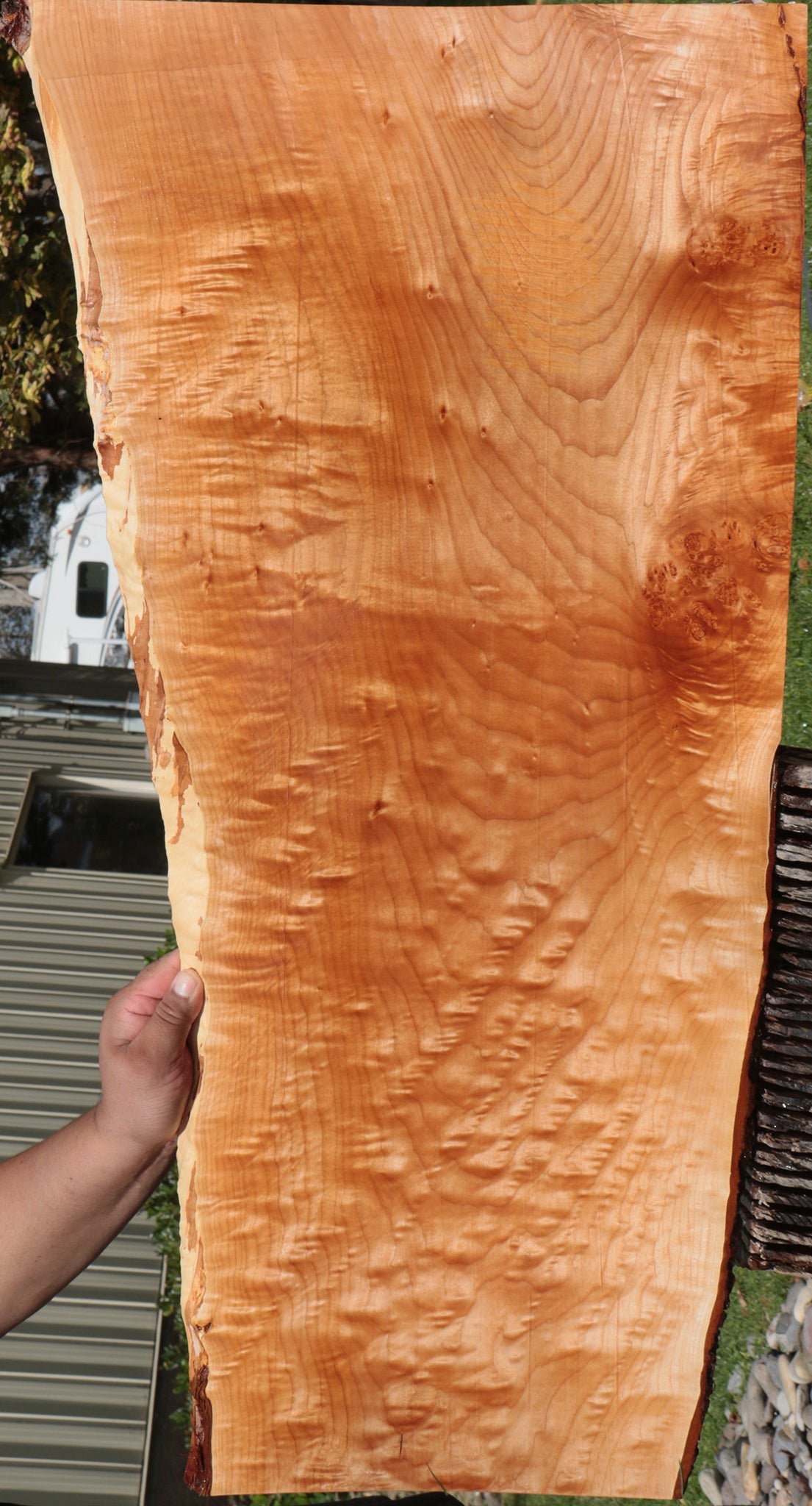 Maple buying with some Burl with nice figuring