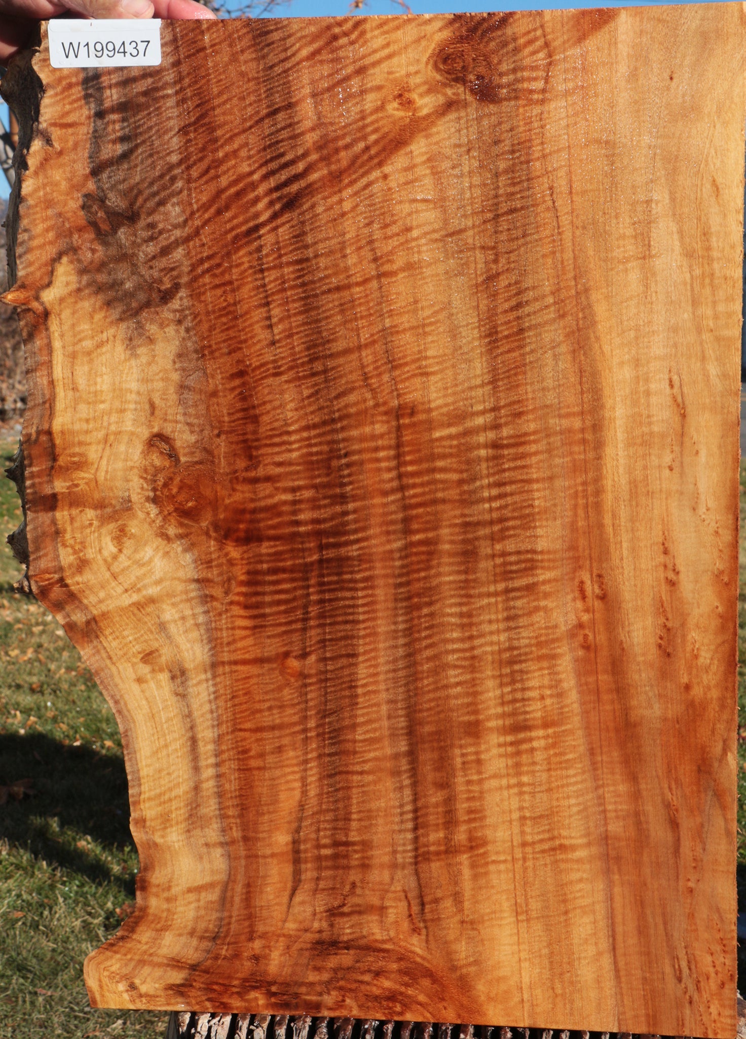 Brazilian Pepperwood Live Edge Lumber