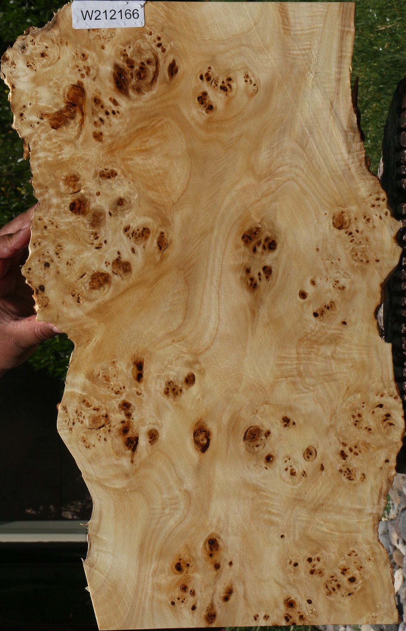 Burl Wood Two Color shops Live Edge Blank