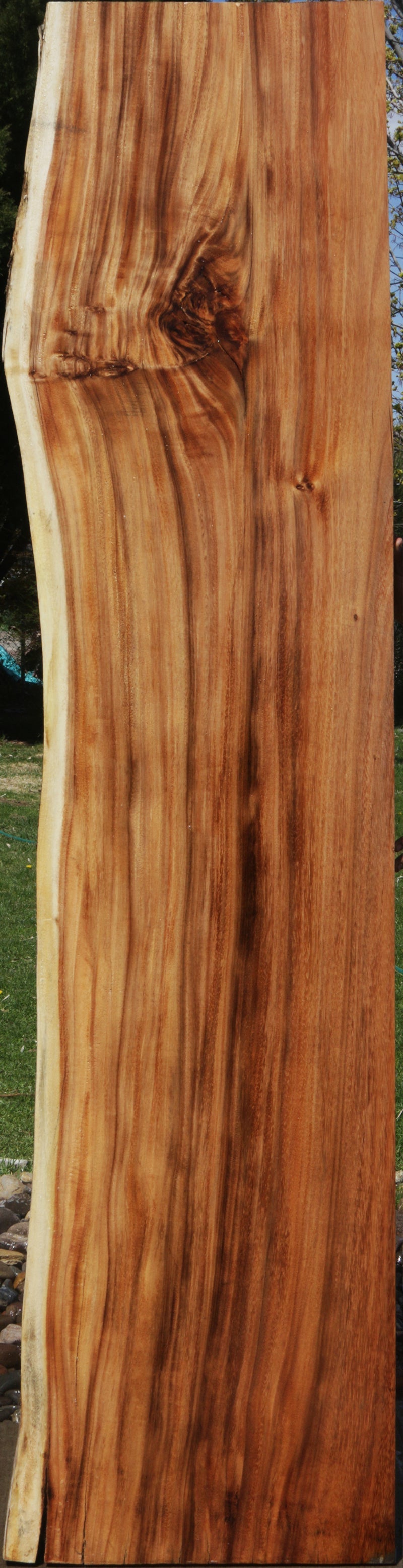 Live Edge Monkey Pod Slab wood