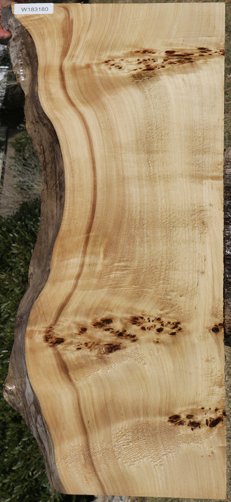 Sycamore | Live edge wood | Reclaimed wood slabs | Kiln dried wood for sale  | Trusted wood suppliers | Woodworking source