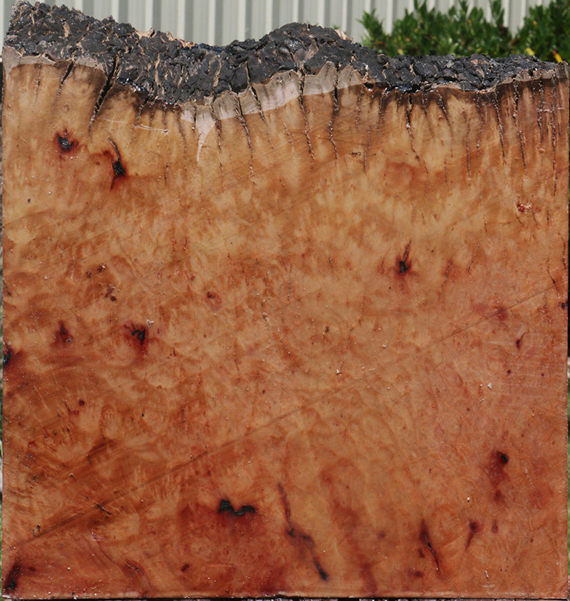 Madrone Burl Live Edge Bowl Blank