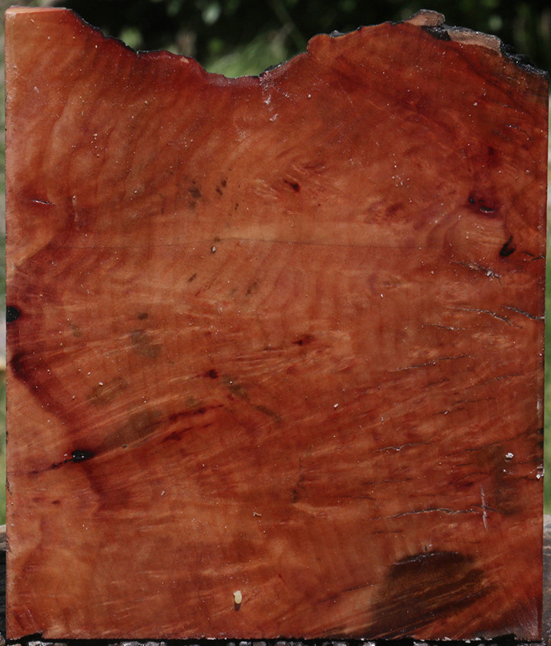 Madrone Burl Bowl Blank