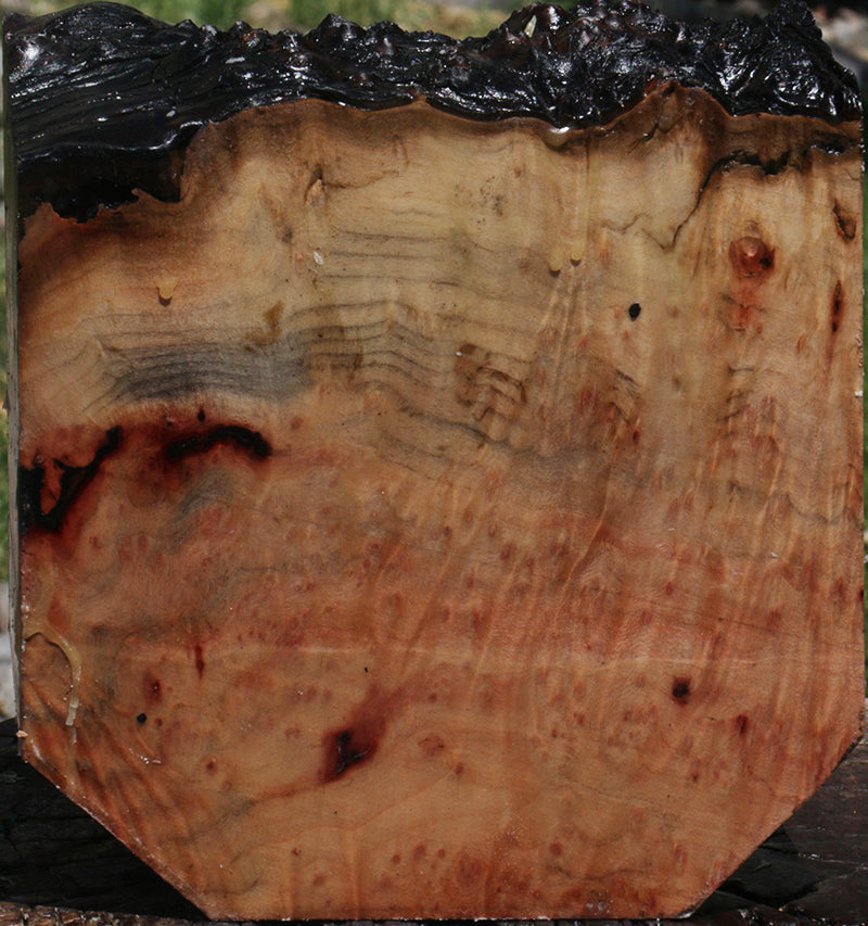 Madrone Burl Live Edge Bowl Blank