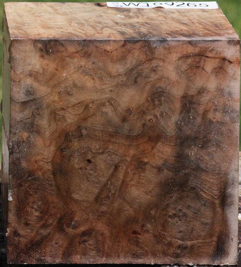 Madrone Burl Bowl Blank