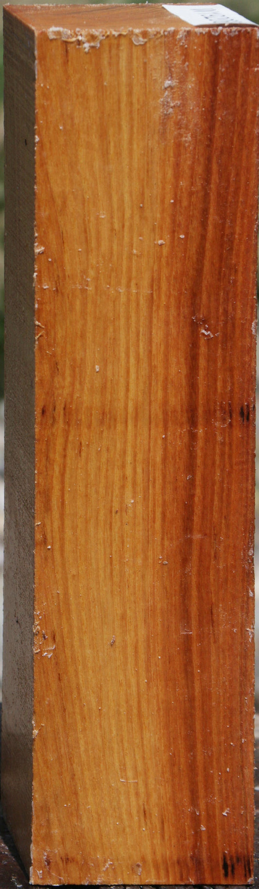 Lacebark Elm Peppermill