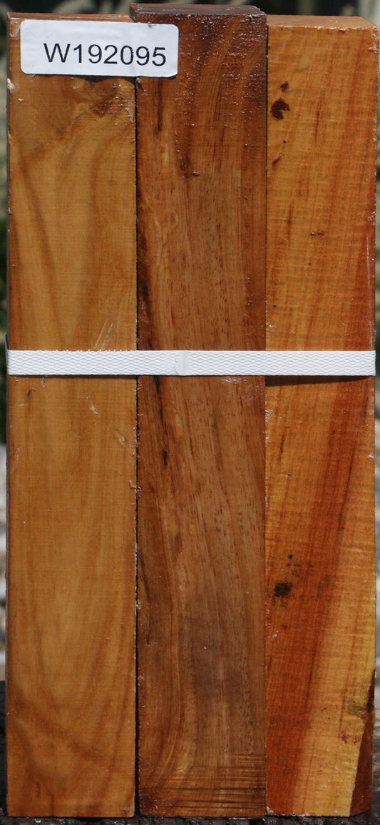 Lacebark Elm Turning Square 3 Pack