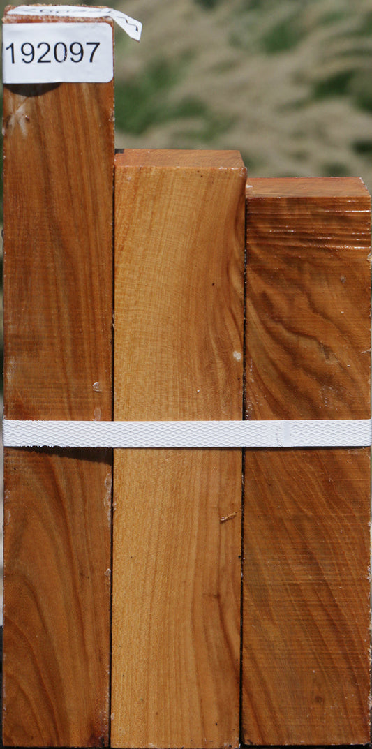 Lacebark Elm Turning Square 3 Pack