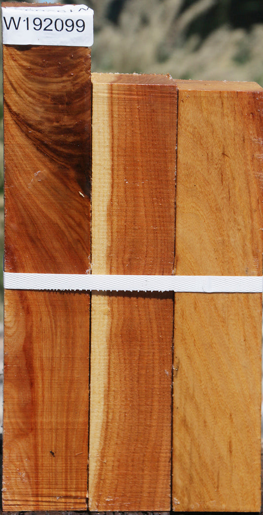 Lacebark Elm Turning Square 3 Pack