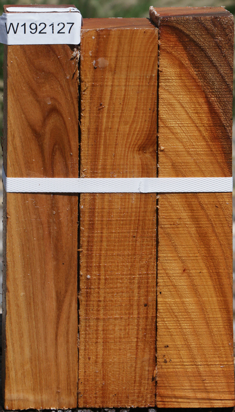 Lacebark Elm Turning Square 3 Pack