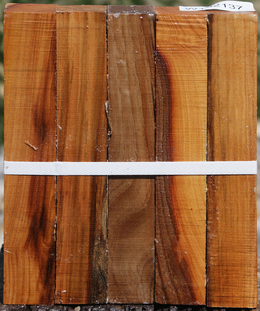 Lacebark Elm Turning Square 5 Pack