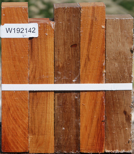 Lacebark Elm Turning Square 5 Pack