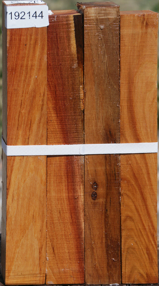 Lacebark Elm Turning Square 4 Pack