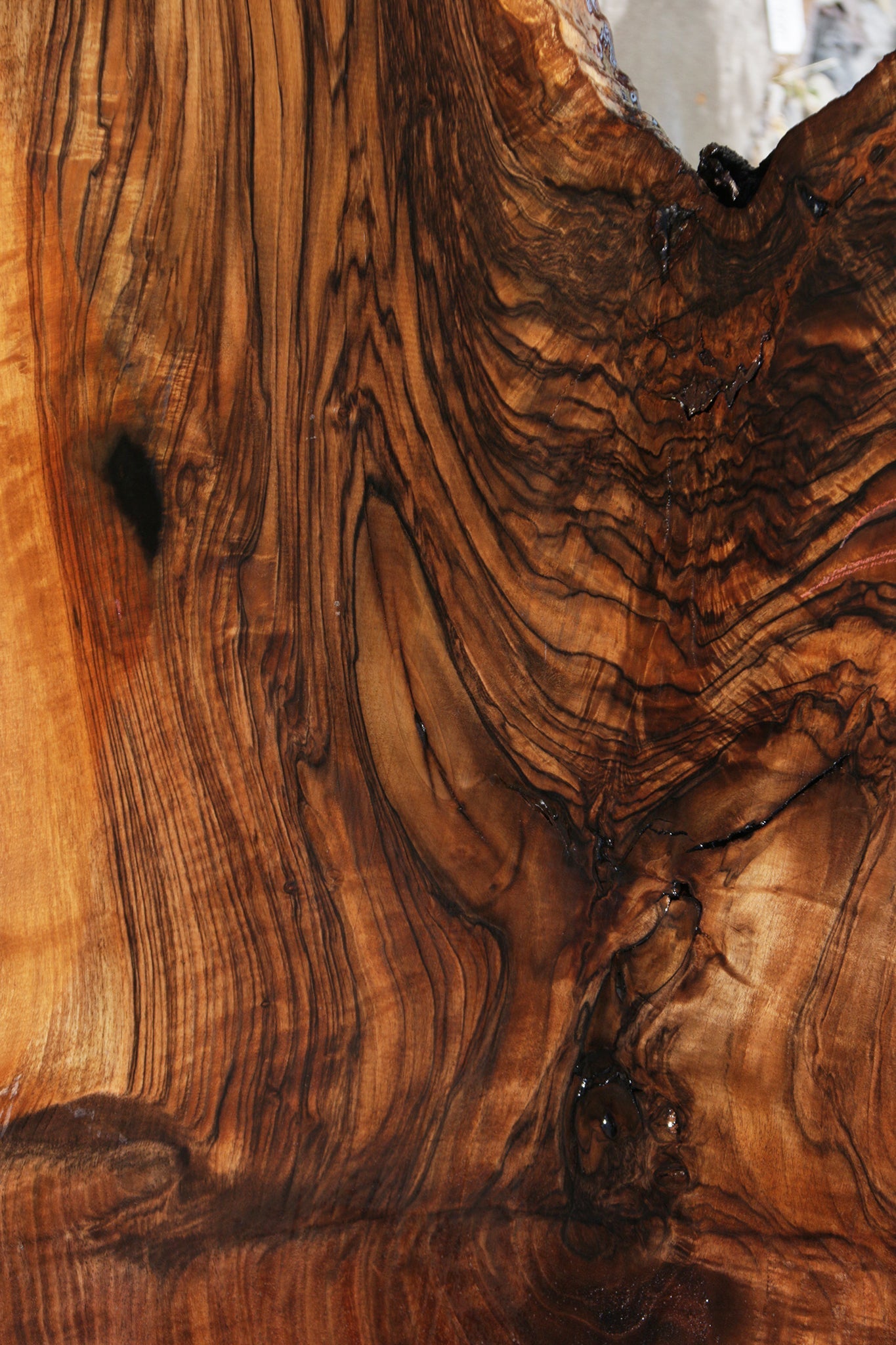 Exhibition Rustic Grafted Claro English Walnut Live Edge Slab (Free Shipping Excluded)