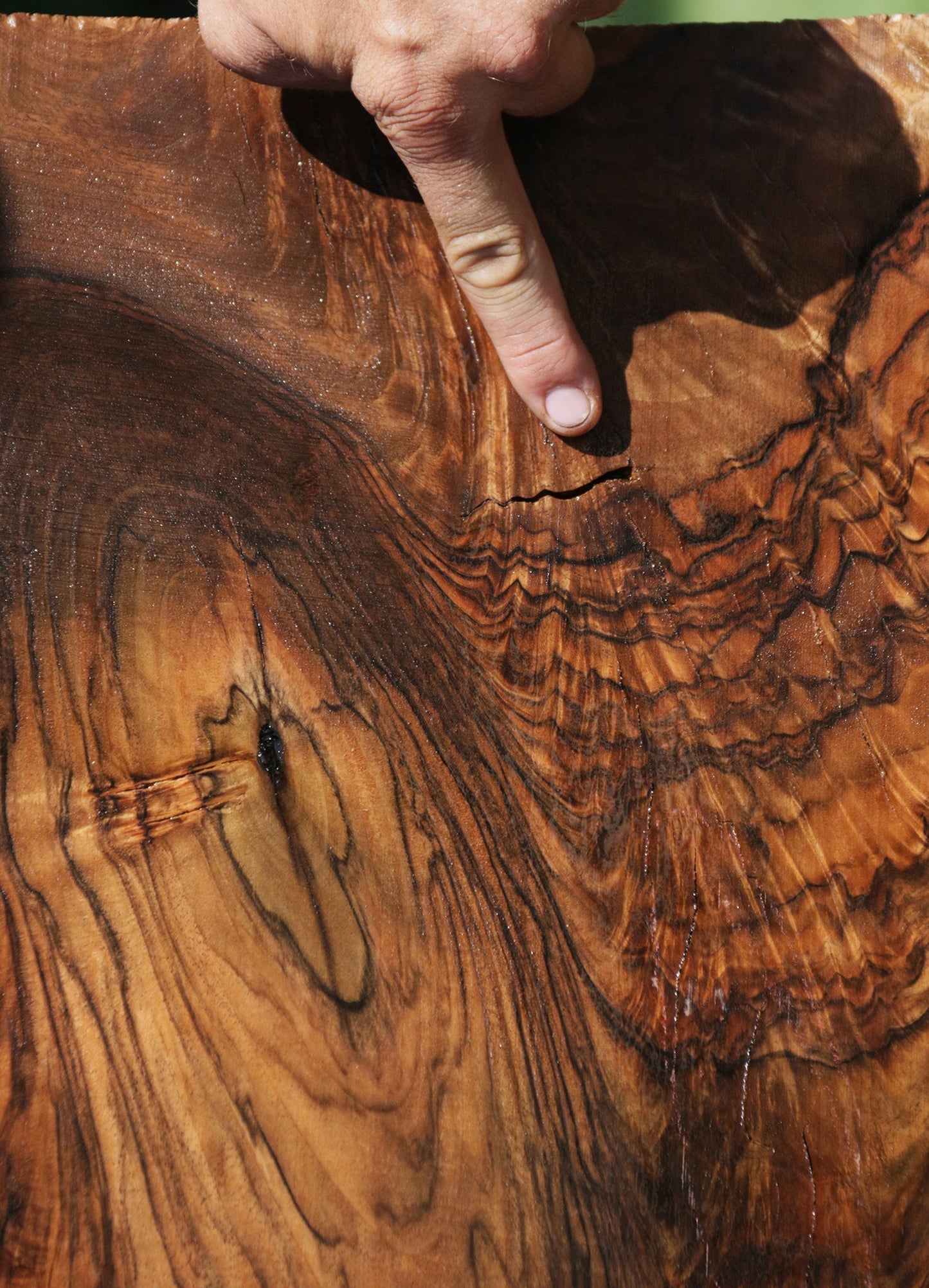 Exhibition Grafted Claro English Walnut Live Edge Slab (Free Shipping Excluded)