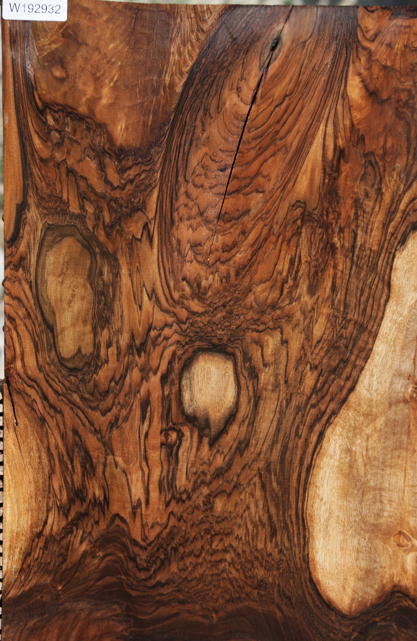 Exhibition Grafted Claro English Walnut Live Edge Slab (Free Shipping Excluded)