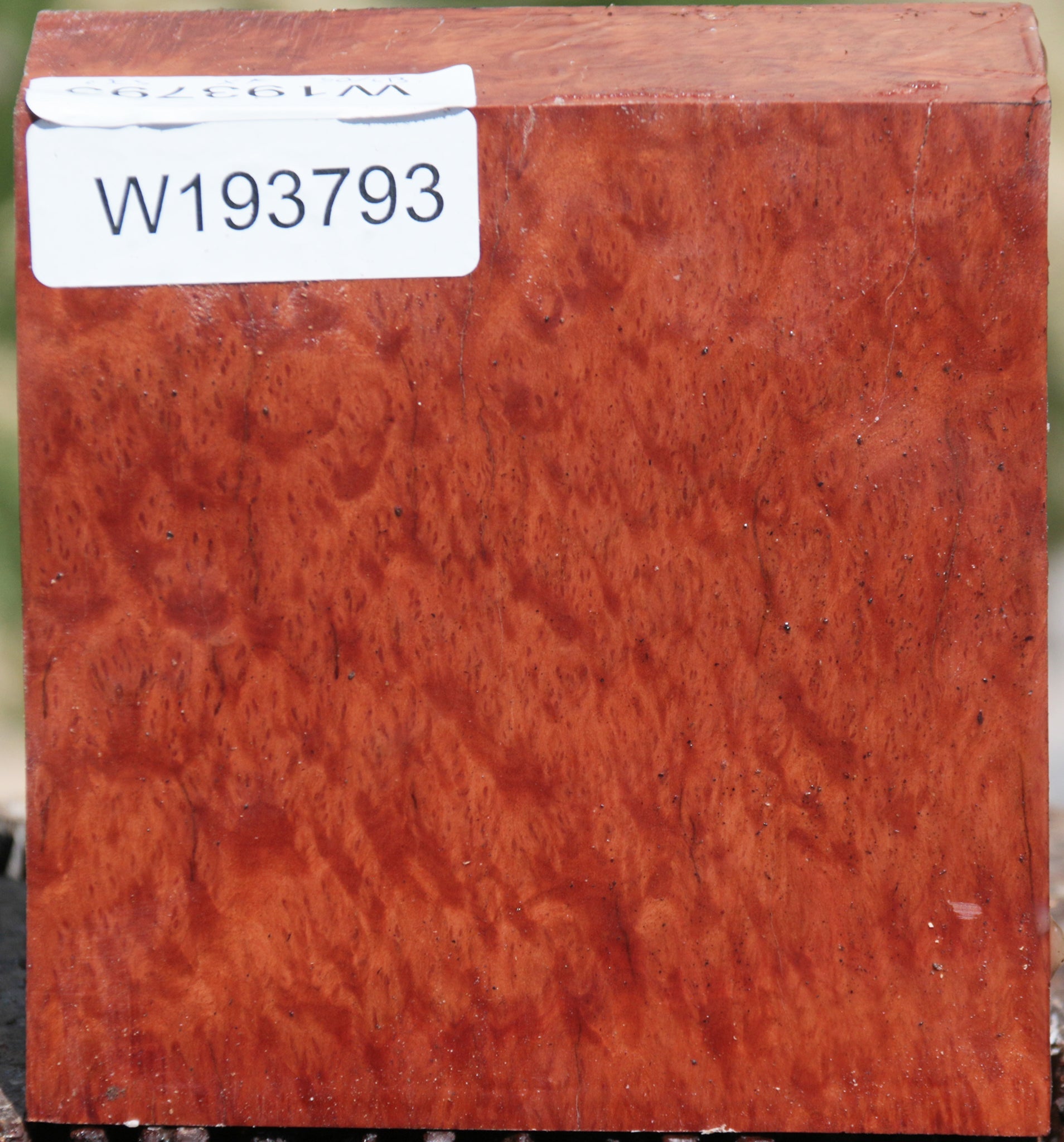 Red Mallee Burl – Cook Woods