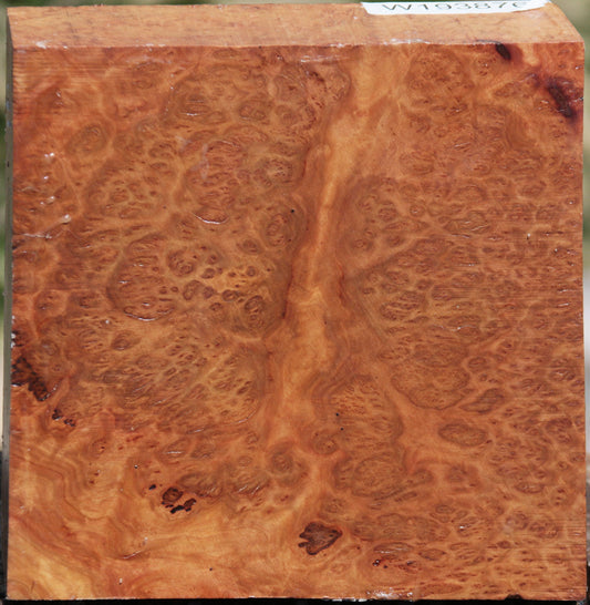 Exhibition Brown Coolibah Burl Bowl Blank