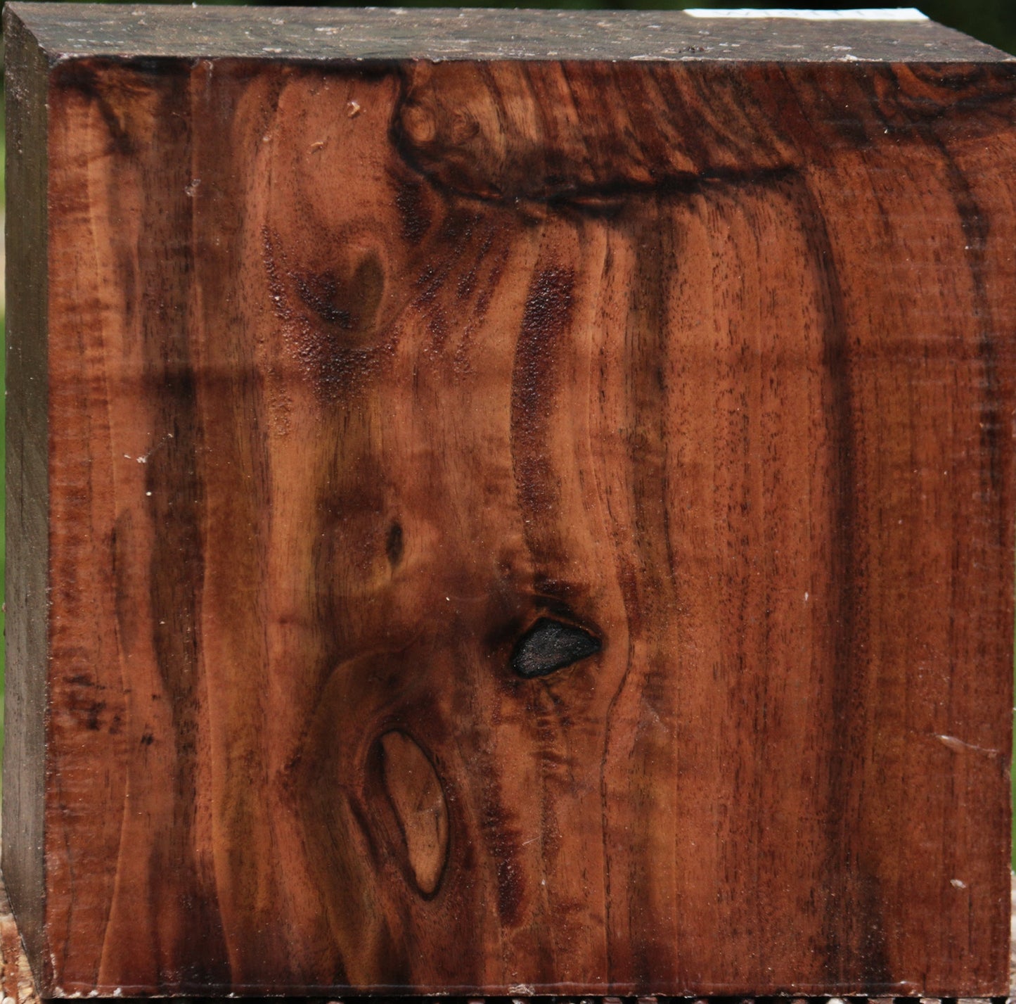 Extra Fancy Claro Walnut  Bowl Blank