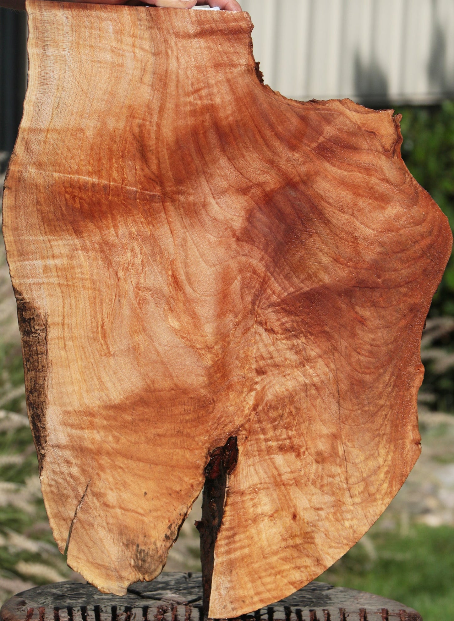 Western Maple Live Edge Lumber