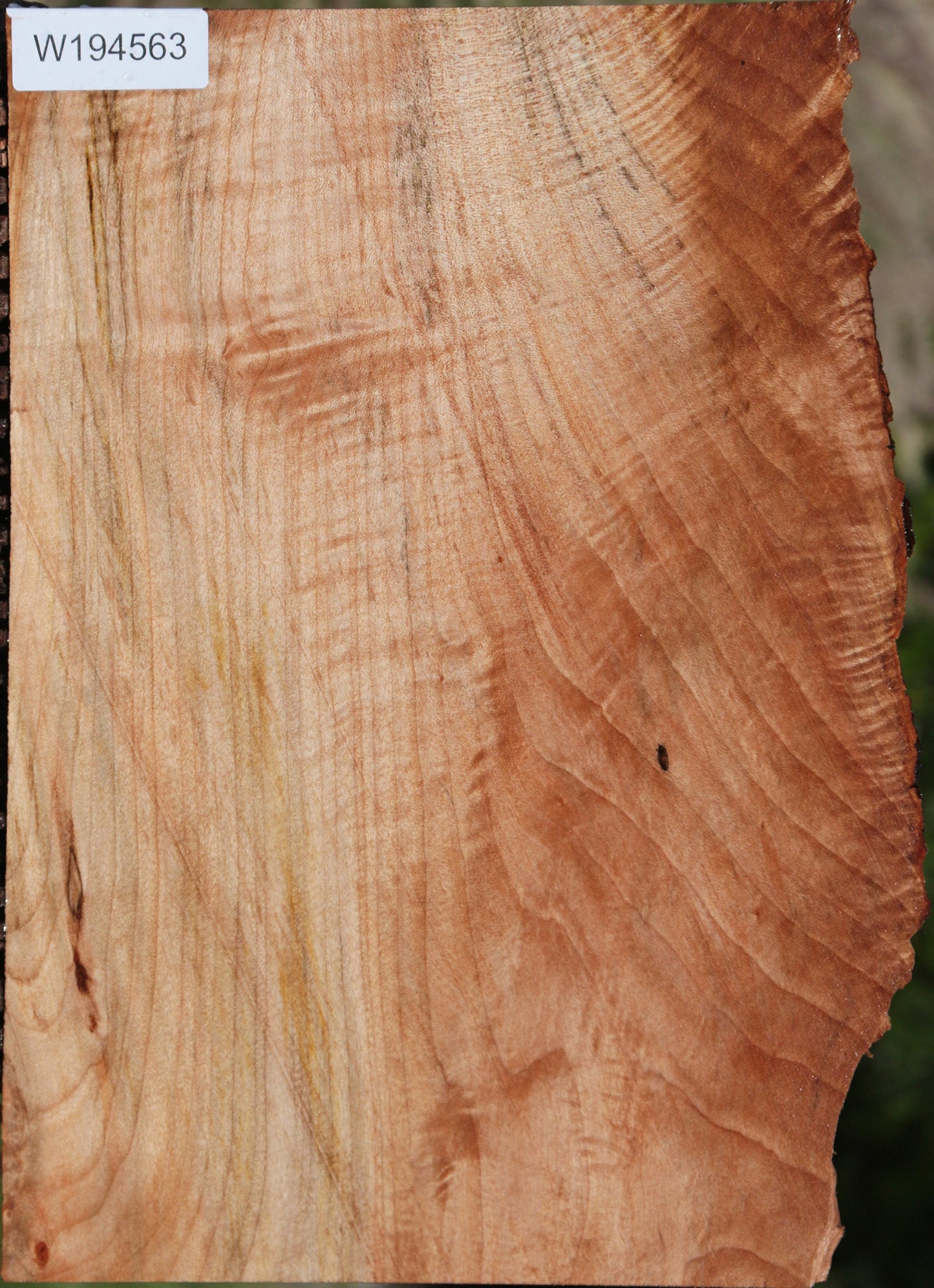 Western Maple Live Edge Lumber