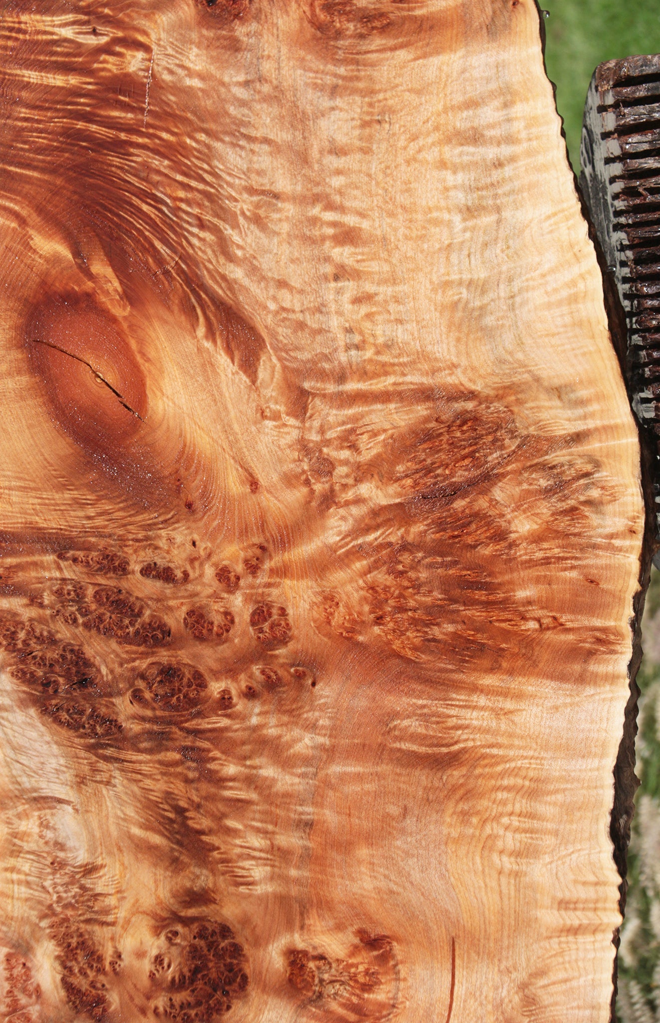 Extra Fancy Western Maple Burl Live Edge Slab