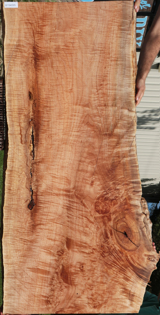 Extra Fancy Rustic Western Maple Live Edge Slab (Free Shipping Excluded)