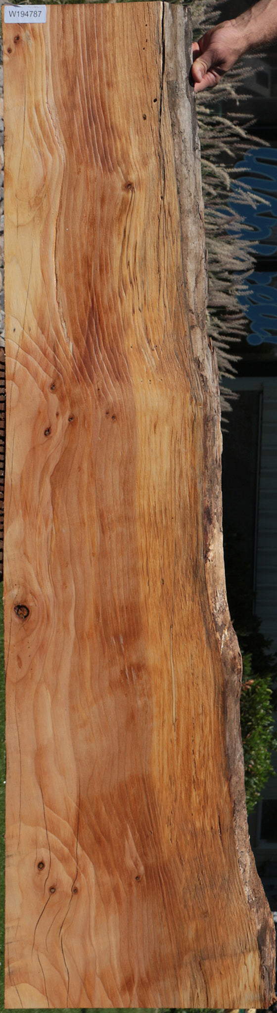 Rustic Pine Live Edge Slab