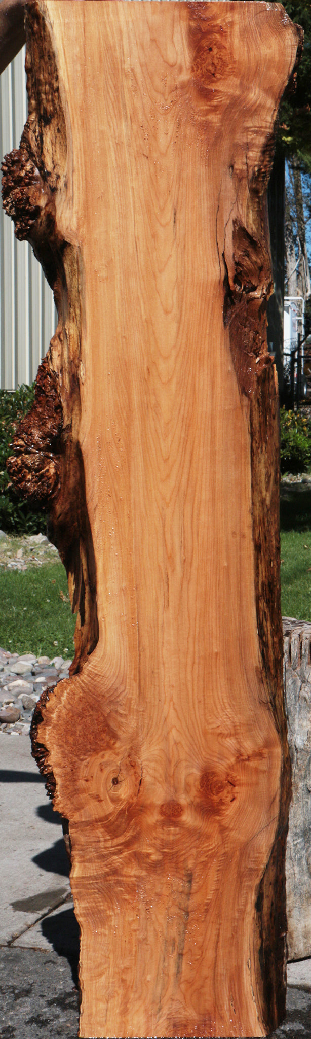 Western Maple Burl Live Edge Lumber