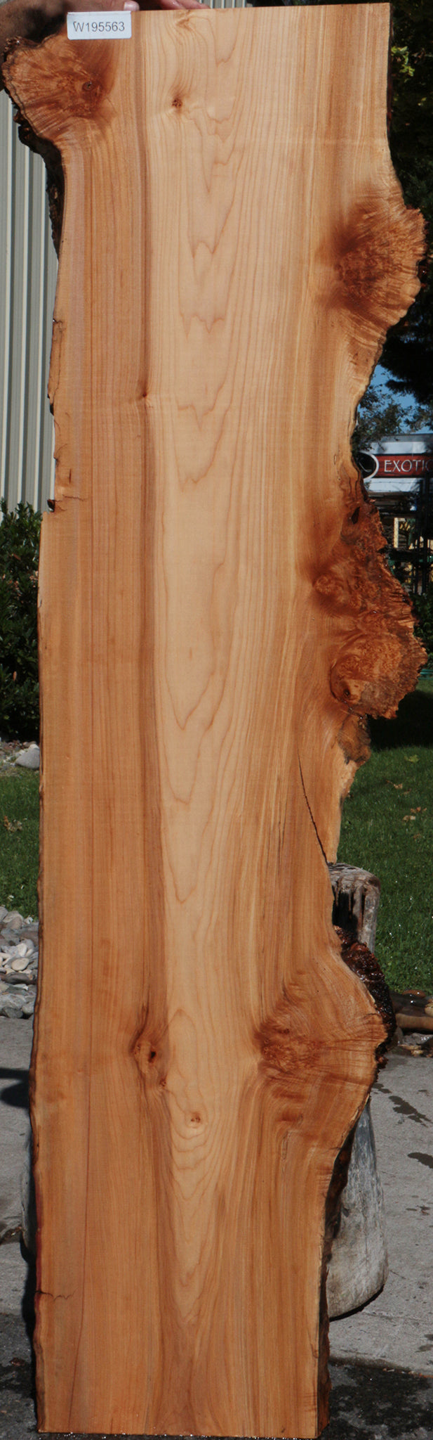 Western Maple Burl Live Edge Lumber