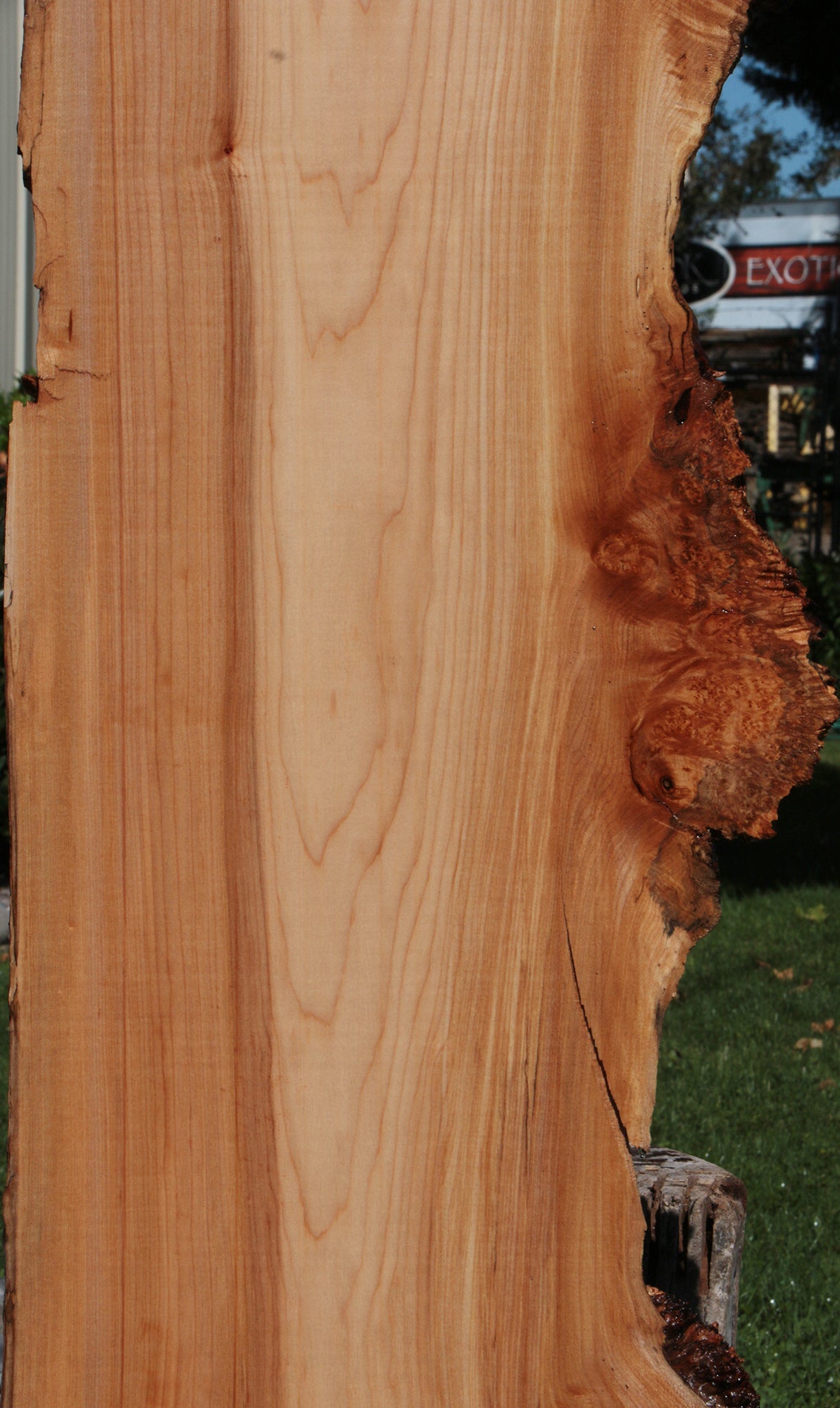 Western Maple Burl Live Edge Lumber