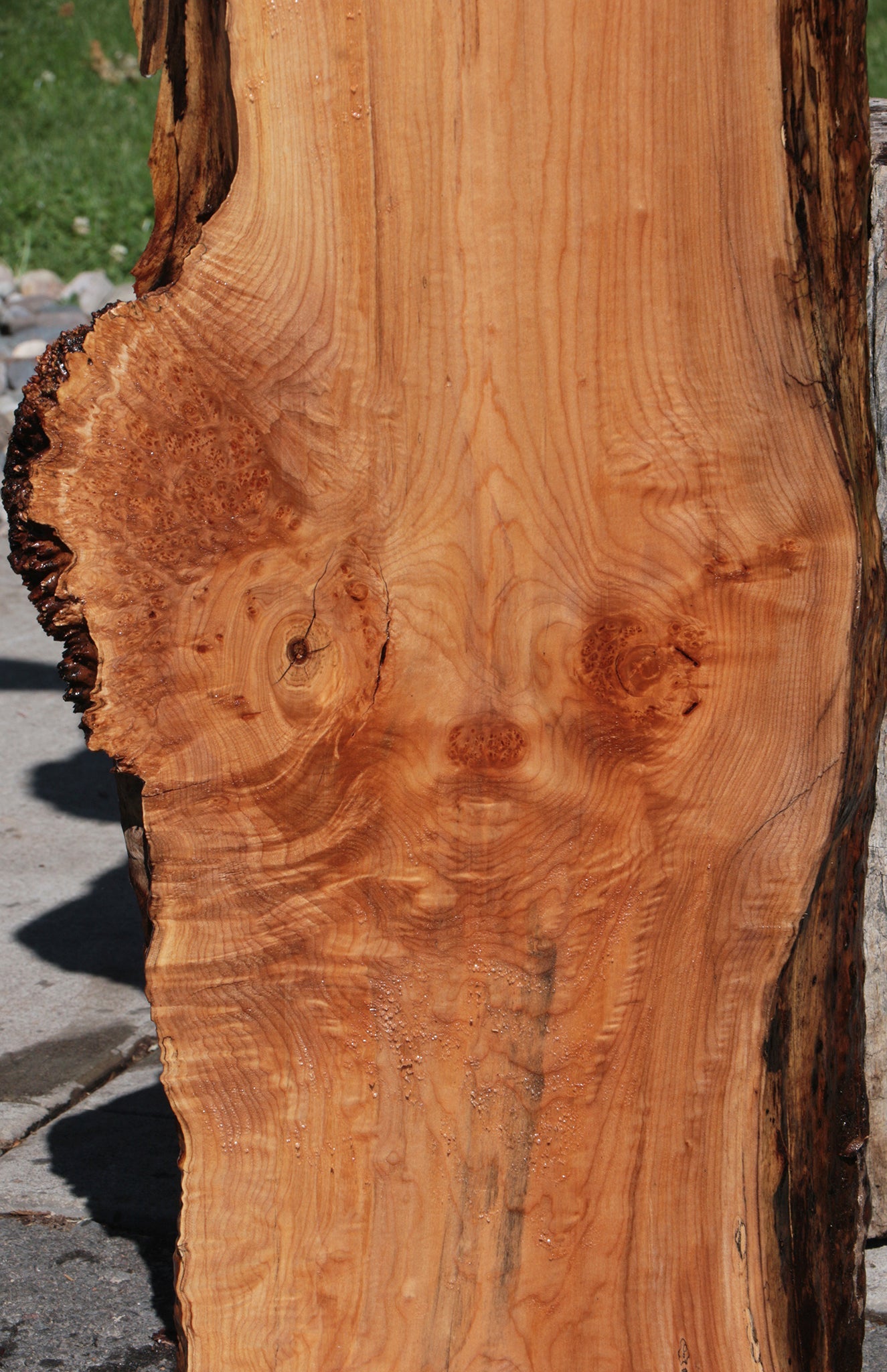 Western Maple Burl Live Edge Lumber