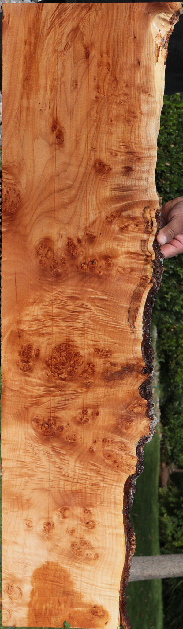 Figured Western Maple Burl Live Edge Lumber