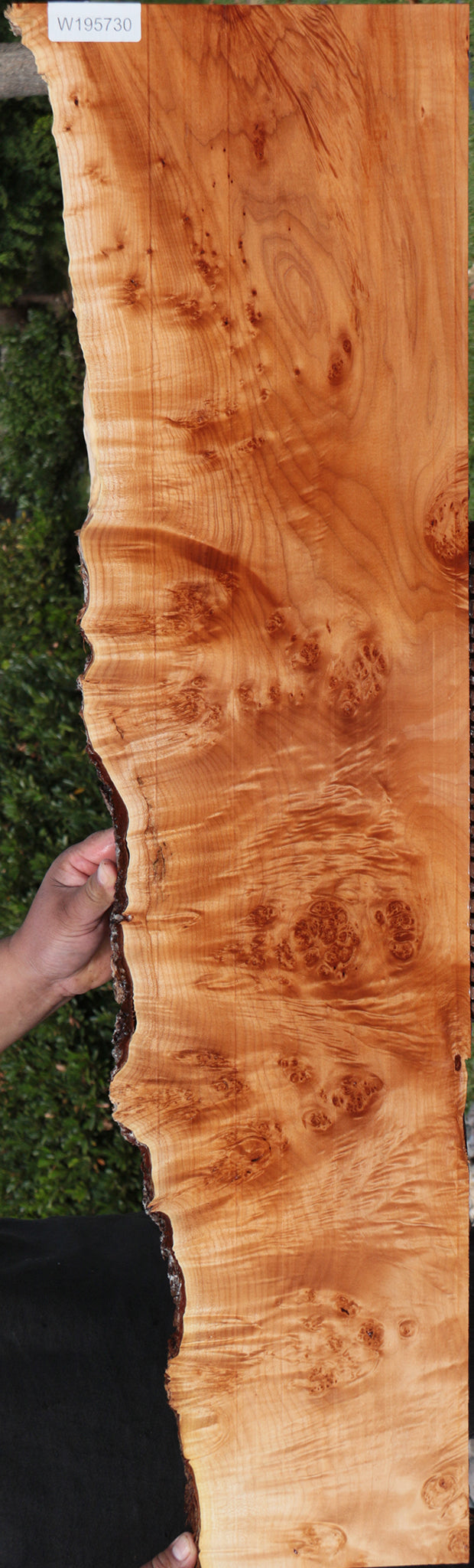 Figured Western Maple Burl Live Edge Lumber