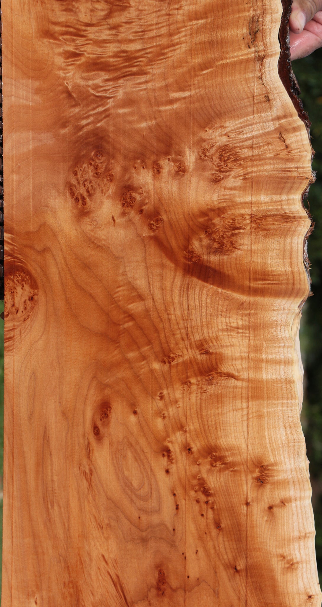 Figured Western Maple Burl Live Edge Lumber