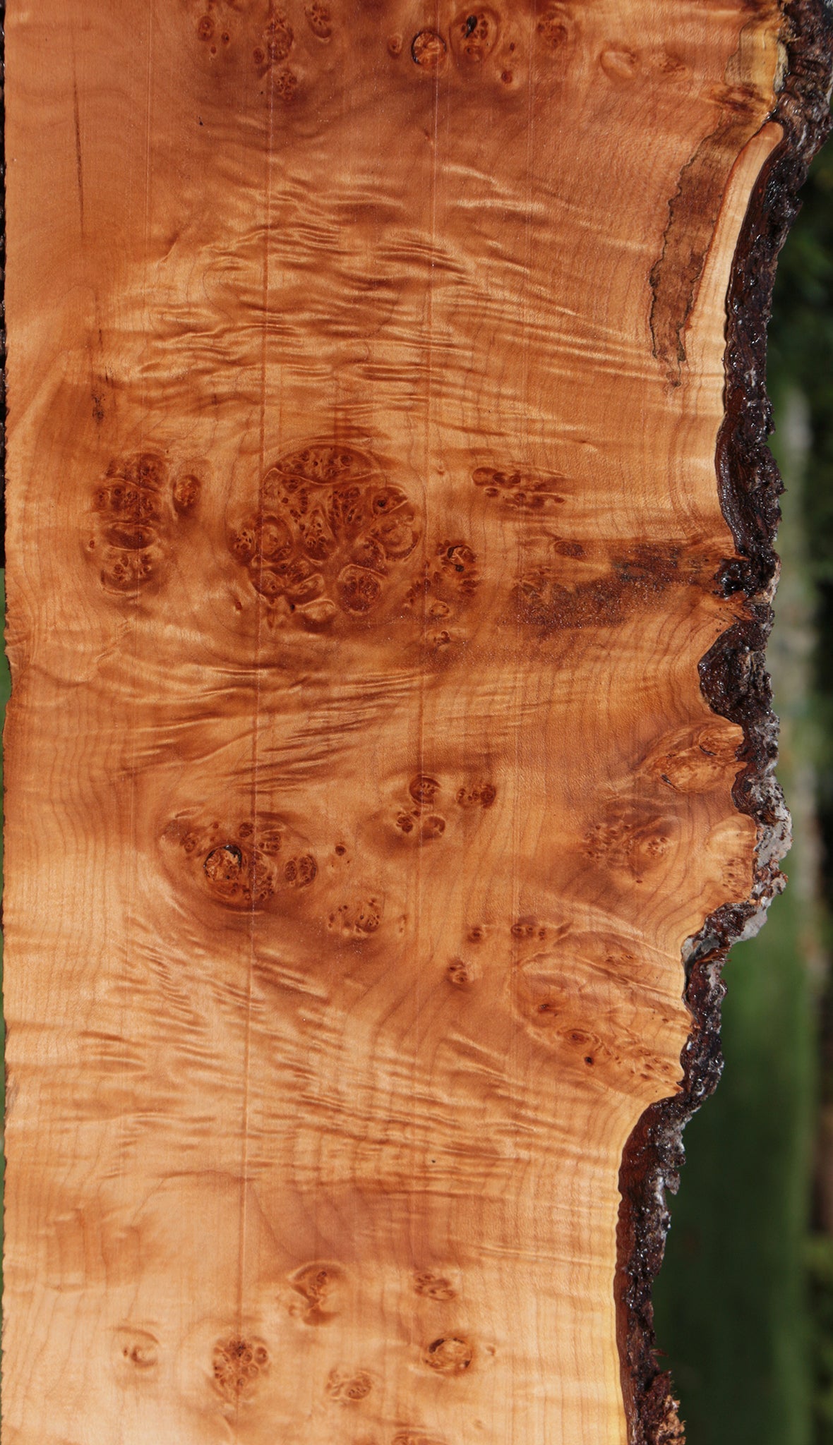 Figured Western Maple Burl Live Edge Lumber