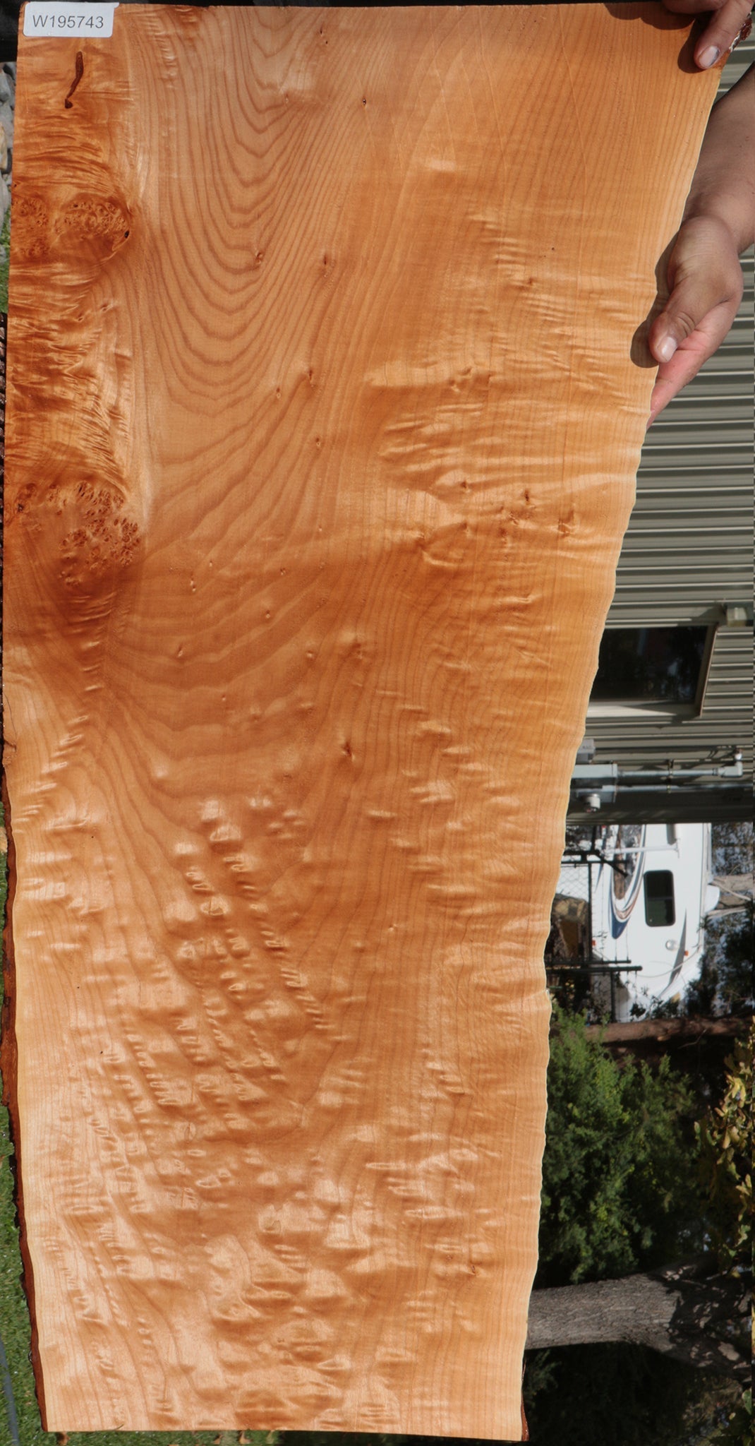 Figured Western Maple Live Edge Lumber