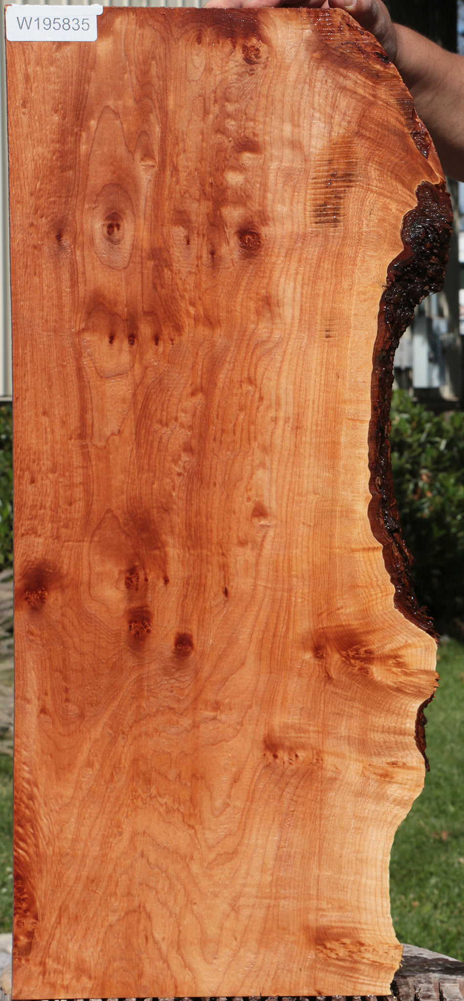 Maple cluster, burl slab, wood craft ideas, DIY wood