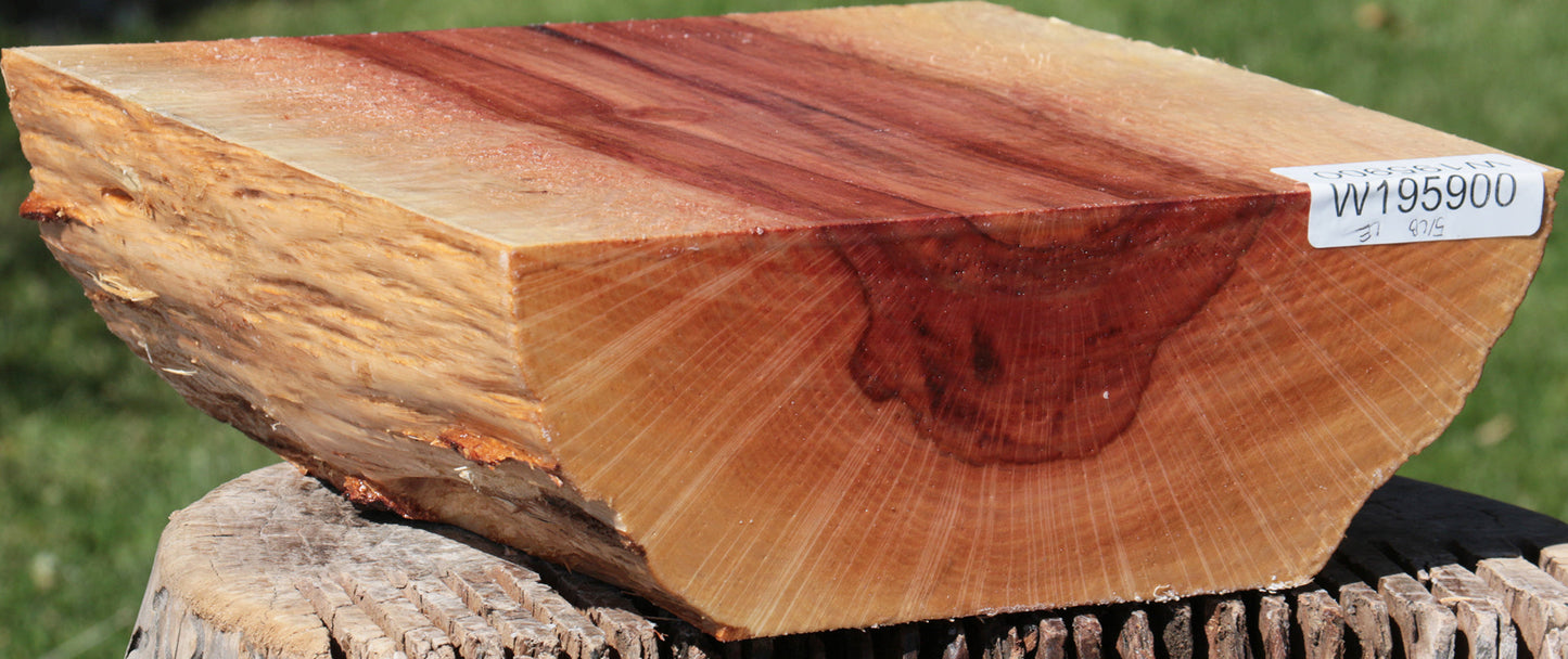 Beefwood Live Edge Bowl Blank