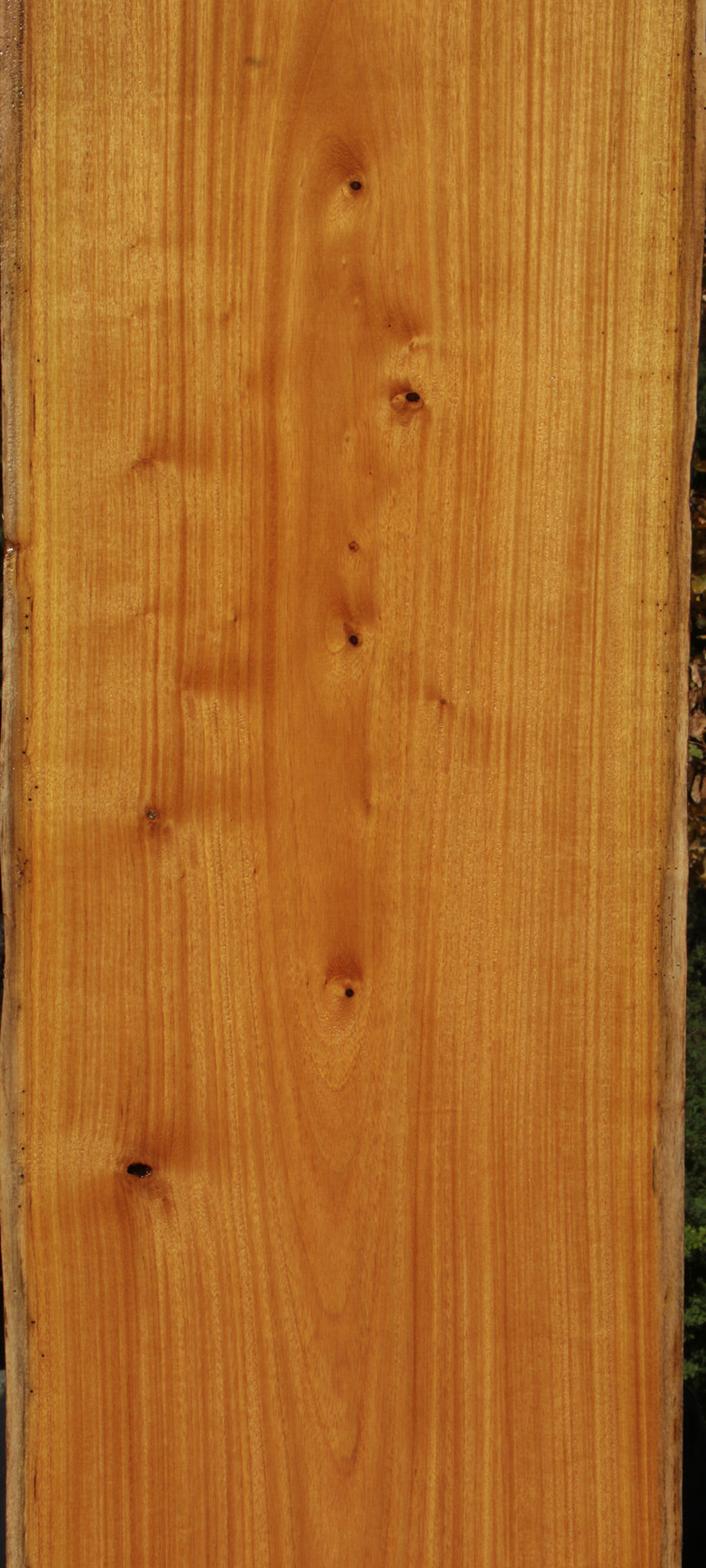 Spalted Argentine Osage Orange Live Edge Lumber