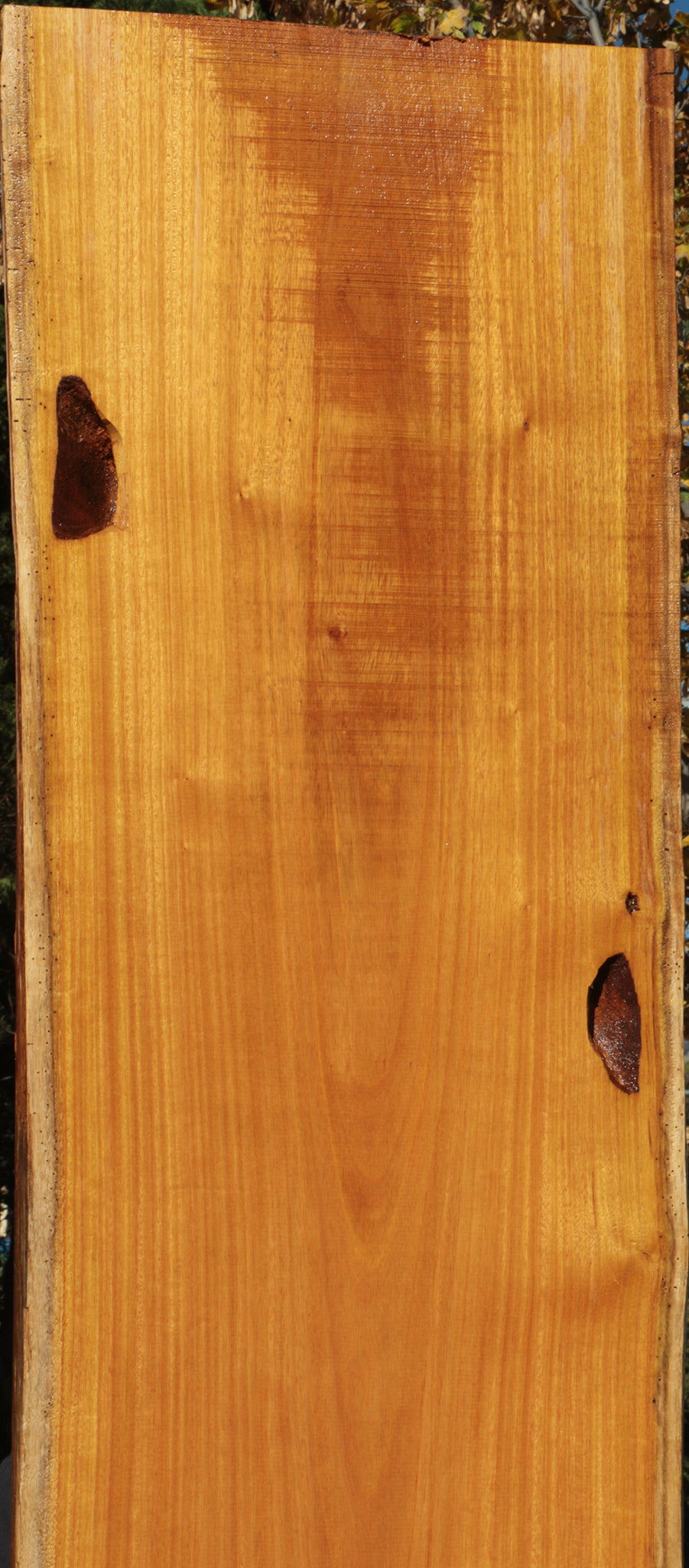 Spalted Argentine Osage Orange Live Edge Lumber