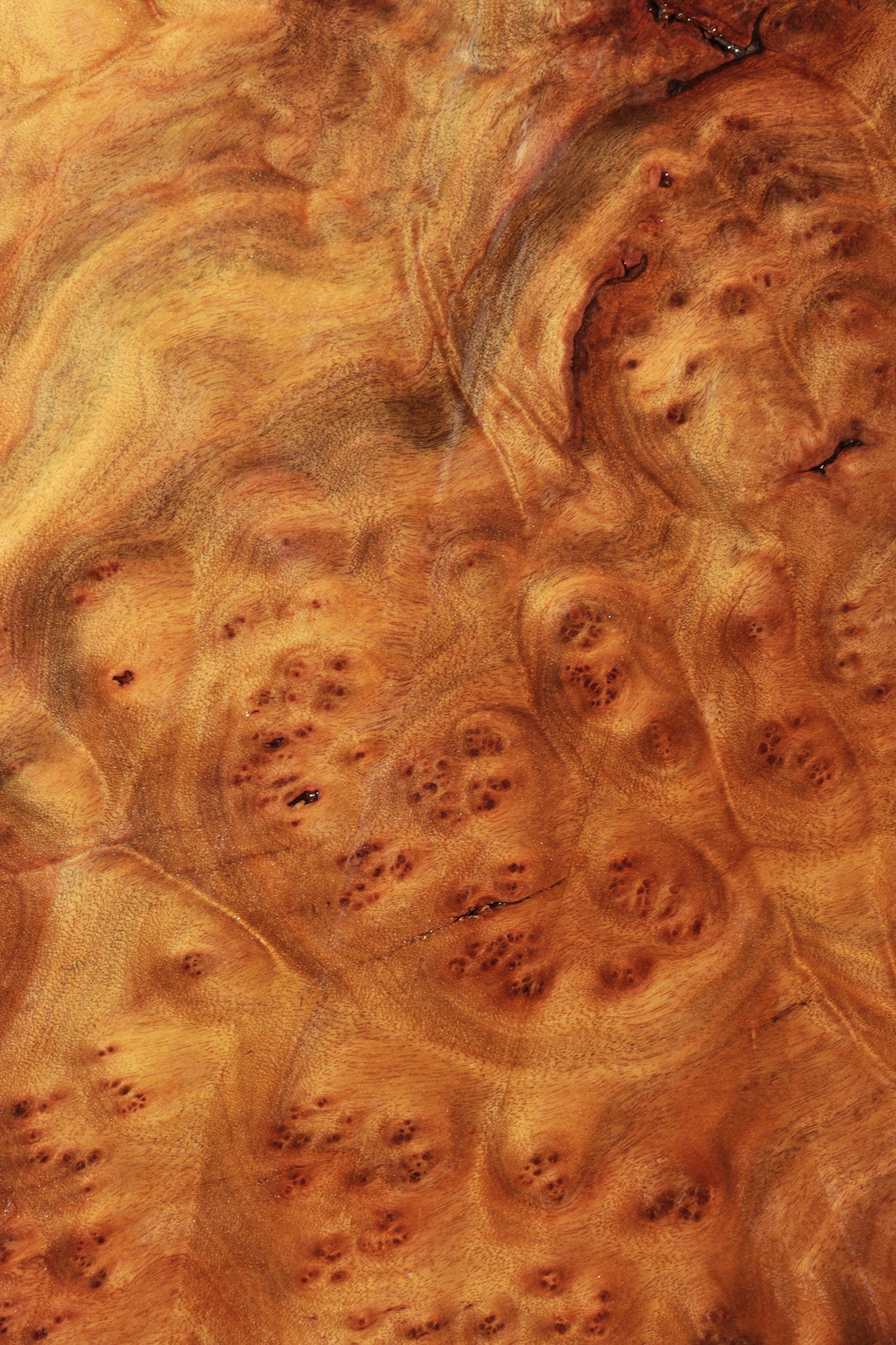 Camphor Burl Lumber – Cook Woods