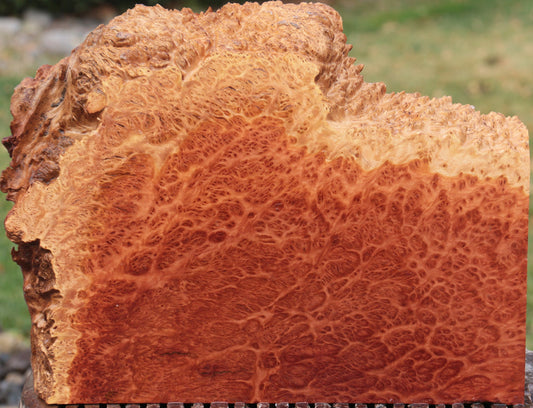 Red Coolibah Burl Live Edge Lumber