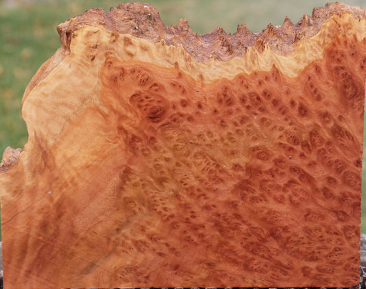 Red Coolibah Burl Live Edge Lumber