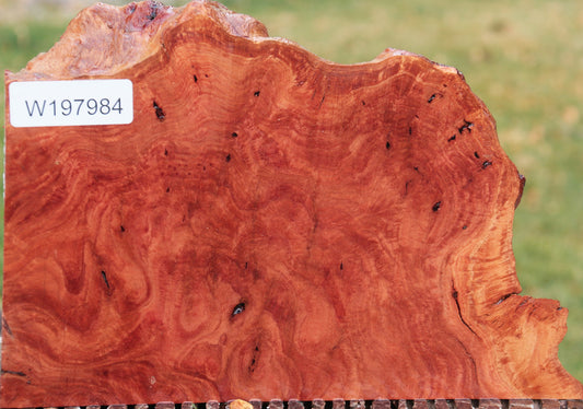 Red River Gum Burl Live Edge Lumber