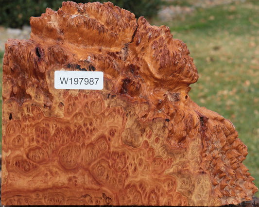 Red Coolibah Burl Live Edge Lumber