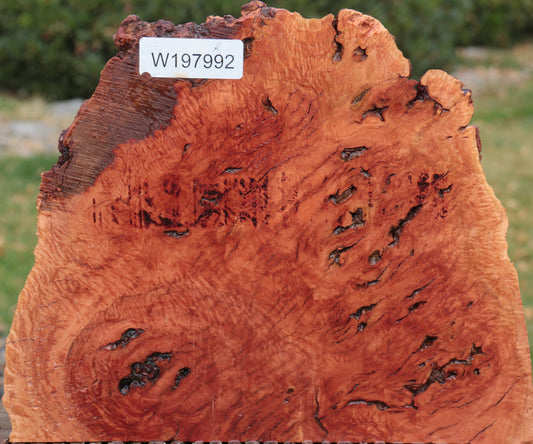 Rustic Red River Gum Burl Slice