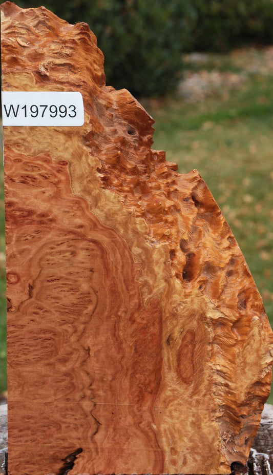 Red Coolibah Burl Live Edge Lumber