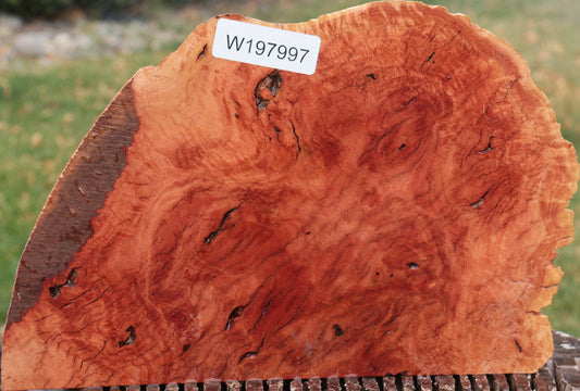 Red River Gum Burl Slice