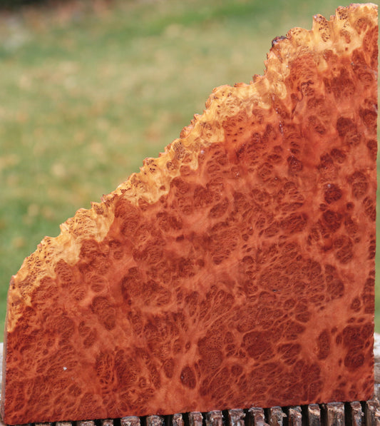 Red Coolibah Burl Live Edge Lumber